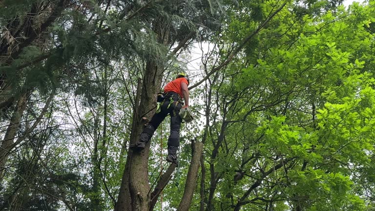 Tree Care Services